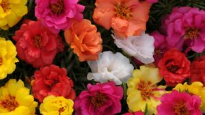 Drought-Tolerant Varieties from PanAmerican Seed, PDSI, Proven Winners, and Selecta One