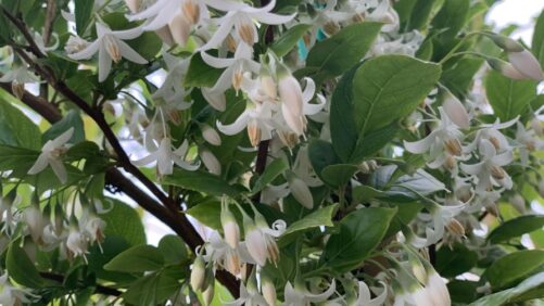 2024 Farwest Show New Varieties Showcase: Starway to Heaven Japanese Snowbell Wins Big