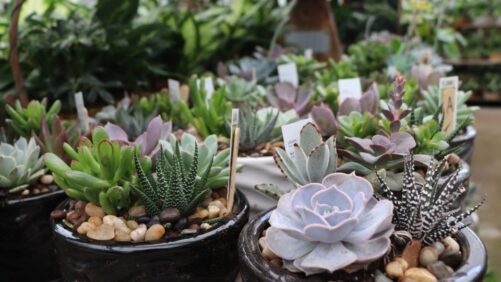 Tropical Foliage Plants Cares for Its Customers and Its Team