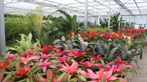 Highlights From Greenhouse Grower’s August 2024 Issue