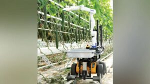 Explaining the Absence of Robots in Modern Greenhouses