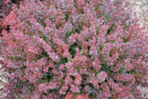Berberis ‘Sunjoy Mini Maroon (Spring Meadow Nursery)