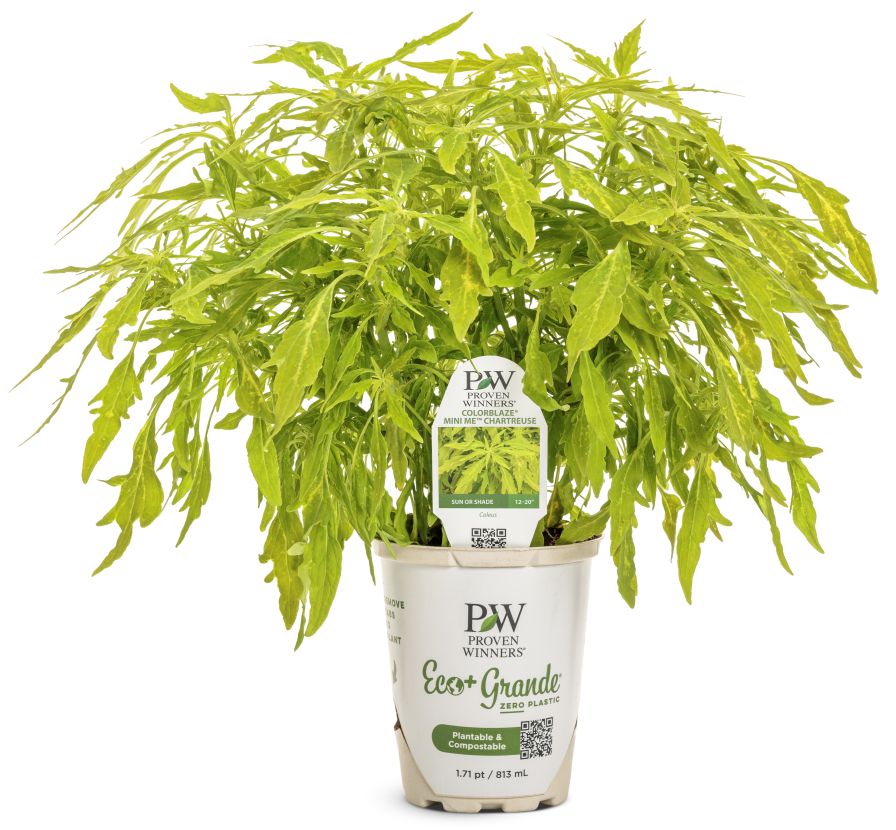 Coleus ColorBlaze Mini Me Chartreuse in Proven Winners Eco+ Grande Pot