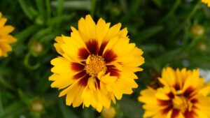More New Disease-Resistant Varieties From Leading Plant Breeders