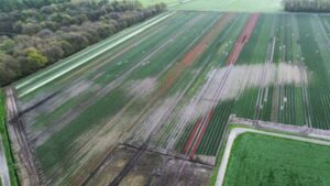 Flower Bulb Shortages Surge Due to Extreme Weather Events