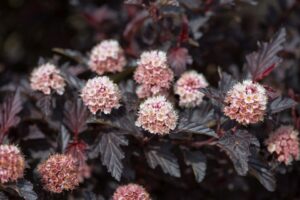 First Editions Shrubs & Trees 'Fireside Ninebark' (Bailey Nurseries)