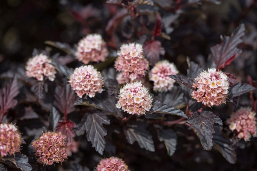First Editions Shrubs & Trees 'Fireside Ninebark' (Bailey Nurseries)