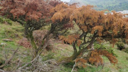 Horticultural Research Institute Launches New Initiative to Fight Phytophthora Austrocedri