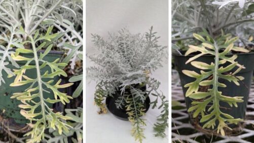 Diagnosing the Cause of Interveinal Chlorosis in Dusty Miller Plants