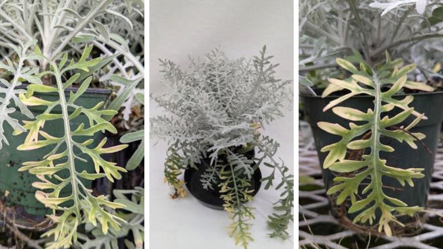 Dusty miller (Centaurea cineraria) plants with lower leaf interveinal chlorosis on older leaves due to nitrogen (N) and potassium (K) deficiencies.