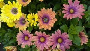 Why the 2024 Plant Trials Were a Huge Success at Welby Gardens
