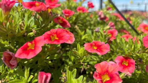 Early Rains Lead to Late-Season Beauty at Raker-Roberta’s Trials