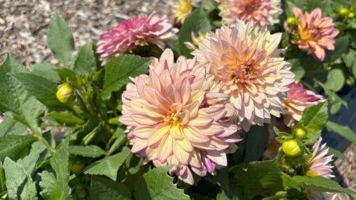 Highlights from Raker-Roberta’s 2024 Plant Trials