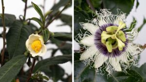 Bushel and Berry Adds New Non-Berry Varieties to Its Collection
