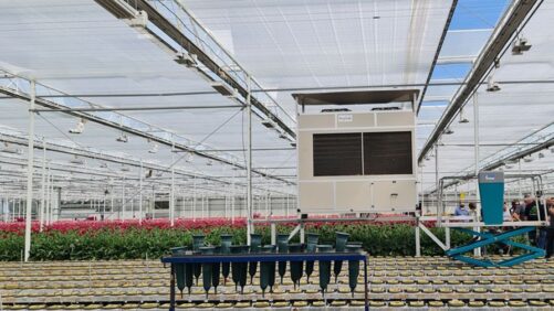 New Tools and Techniques Saving Energy and Boosting Gerbera Production