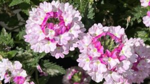 Highlights From Greenhouse Grower’s September 2024 Issue