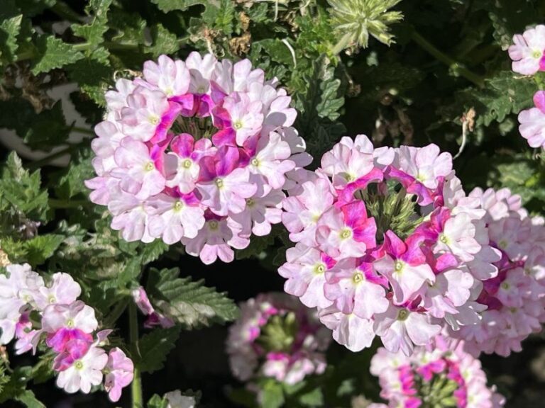 Verbena ‘Vanessa Bicolor Light Pink’ (Danziger)