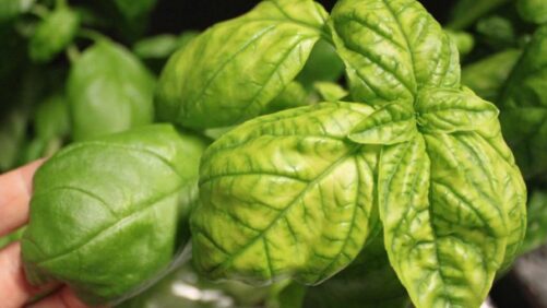 Video(s) of the Week: Focusing on Calcium, Iron, and Magnesium Nutrition