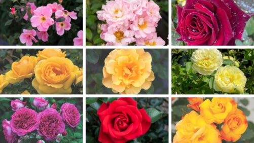 Announcing the 2025 Winners of the American Garden Rose Selections