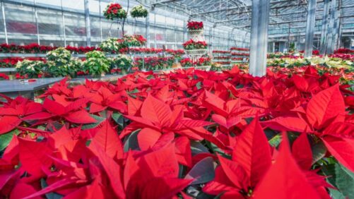 The Best Christmas and Winter Flowers for Holiday Celebrations
