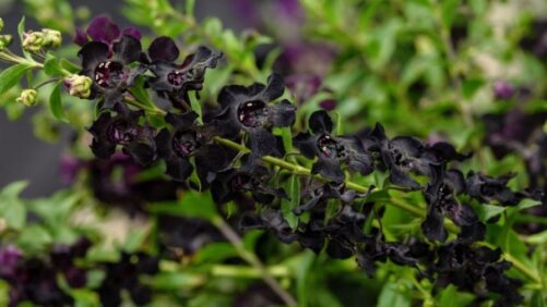 Video(s) of the Week: New Varieties and Series from Ball FloraPlant