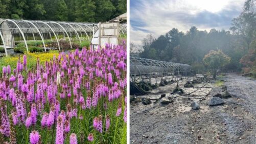How to Help Botanical Treasures Nursery Rebuild after Hurricane Helene