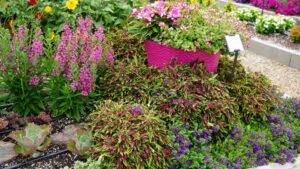 5 Plants That Stood Above the Rest During the 2024 Field Trials