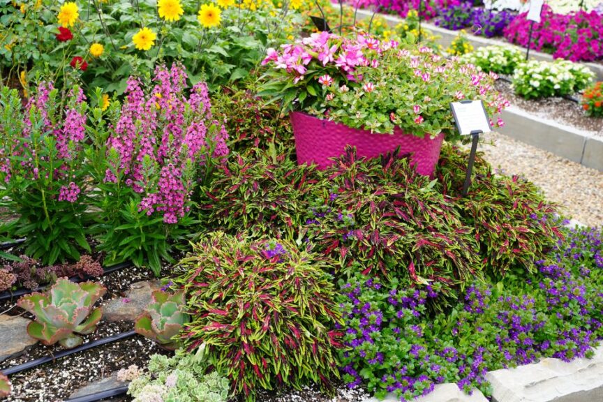 #5: Coleus TerraScape Series (Kientzler)
