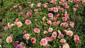 Variety Favorites Emerge From University of Minnesota Flower Trials