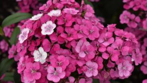 Favorites From Colorado State University’s 2024 Trial Gardens
