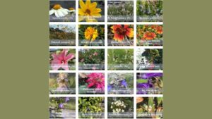 New Research: Native Plants Require Less Water and Outperform Non-Natives