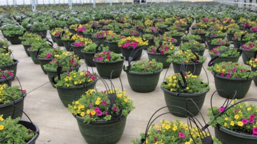 A Glimpse at the State of the Floriculture Industry