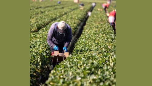How To Prepare for Immigration Enforcement at Your Farm or Greenhouse