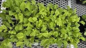 Resolving Three Common Plant Nutrient Deficiencies