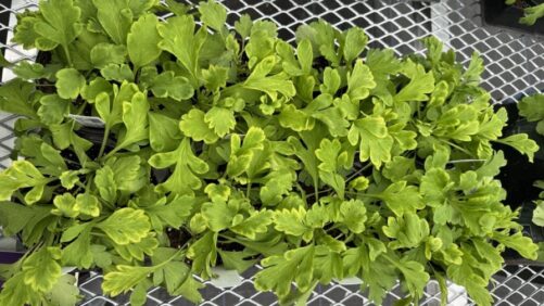 Resolving Three Common Plant Nutrient Deficiencies