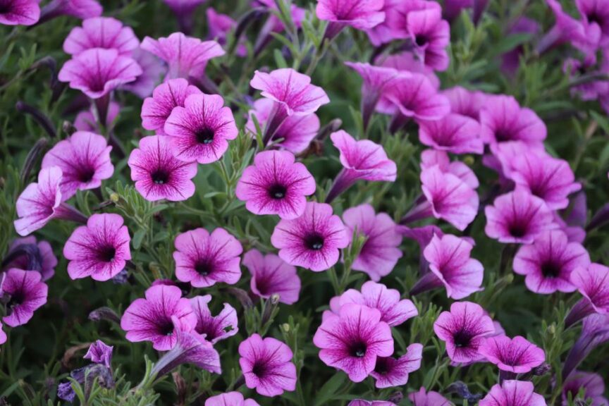 #3 Petunia 'Supertunia Mini Vista Plum Veined' (Proven Winners)