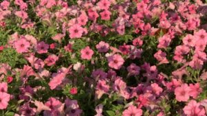 Highlights and Top Performers From the University of Tennessee Trial Gardens