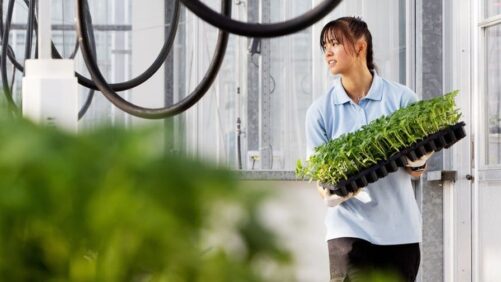Unlocking Virtual Greenhouse Secrets with Kassim the Game