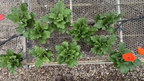 Gerbera Trials at Raker-Roberta’s Highlight Key Differences