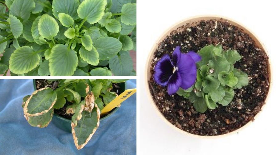 Pansy high pH induced iron deficiency resulting in interveinal chlorosis (Top left), low electrical conductivity (EC) resulting in lower leaf scorch (Bottom left), and dark foliage and leaf crinkling from PGR overdose (Right)