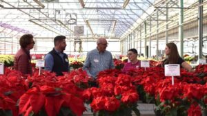 Make Plans for the 2024 Plantpeddler Poinsettia Trial and Variety Day