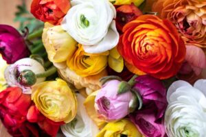 Aazur Ranunculus color varieties
