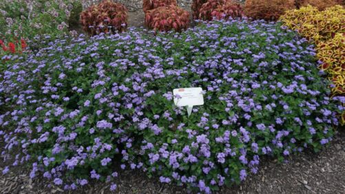 Plants Thrive at Ohio State Trials Despite Drought Conditions