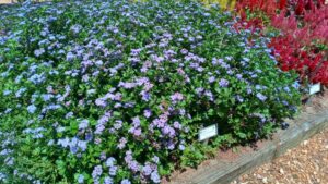 University of Georgia Trials Marked By Ideal Growing Conditions, Standout Performers