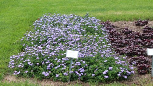 Petunias, Cuphea Among Favorites From University of Wisconsin Trials