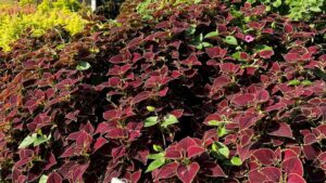 Top Performers and Consumer Favorites From the University of Tennessee Jackson Gardens