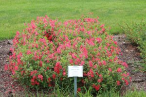 Cuphea 'Totally Tempted Watermelon Wine' (Proven Winners)