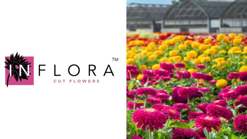 Inco Flower Introducing the First Print and Digital Catalog from InFlora Cut Flowers