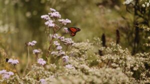 Up Close With Native Plant Producer Kind Earth Growers (Photo Gallery)