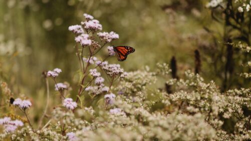 Up Close With Native Plant Producer Kind Earth Growers (Photo Gallery)